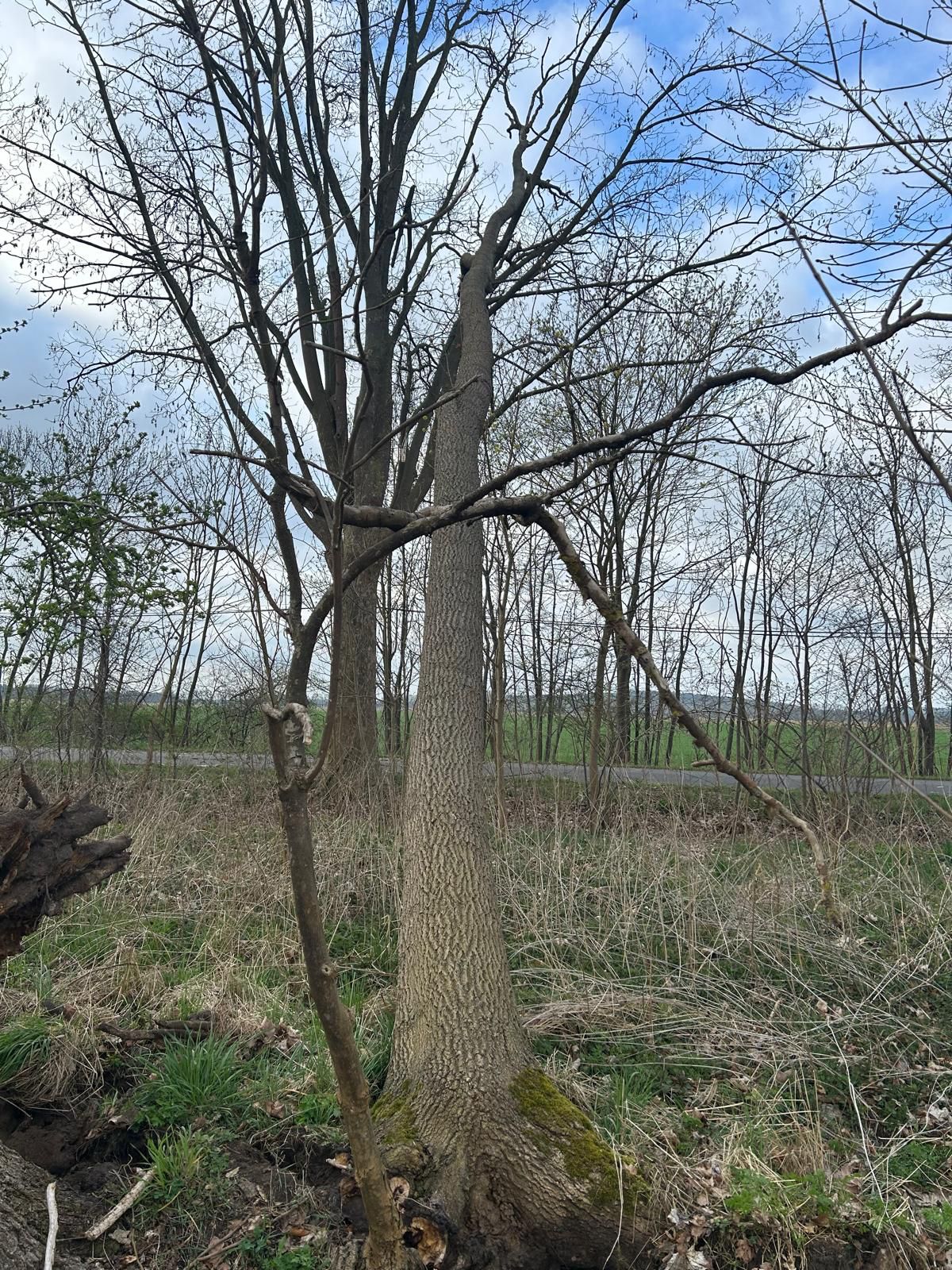 Ein Baum hängt schon gefährlich über die Kreisstraße K6815 in der Ortslage Giesenhorst. 