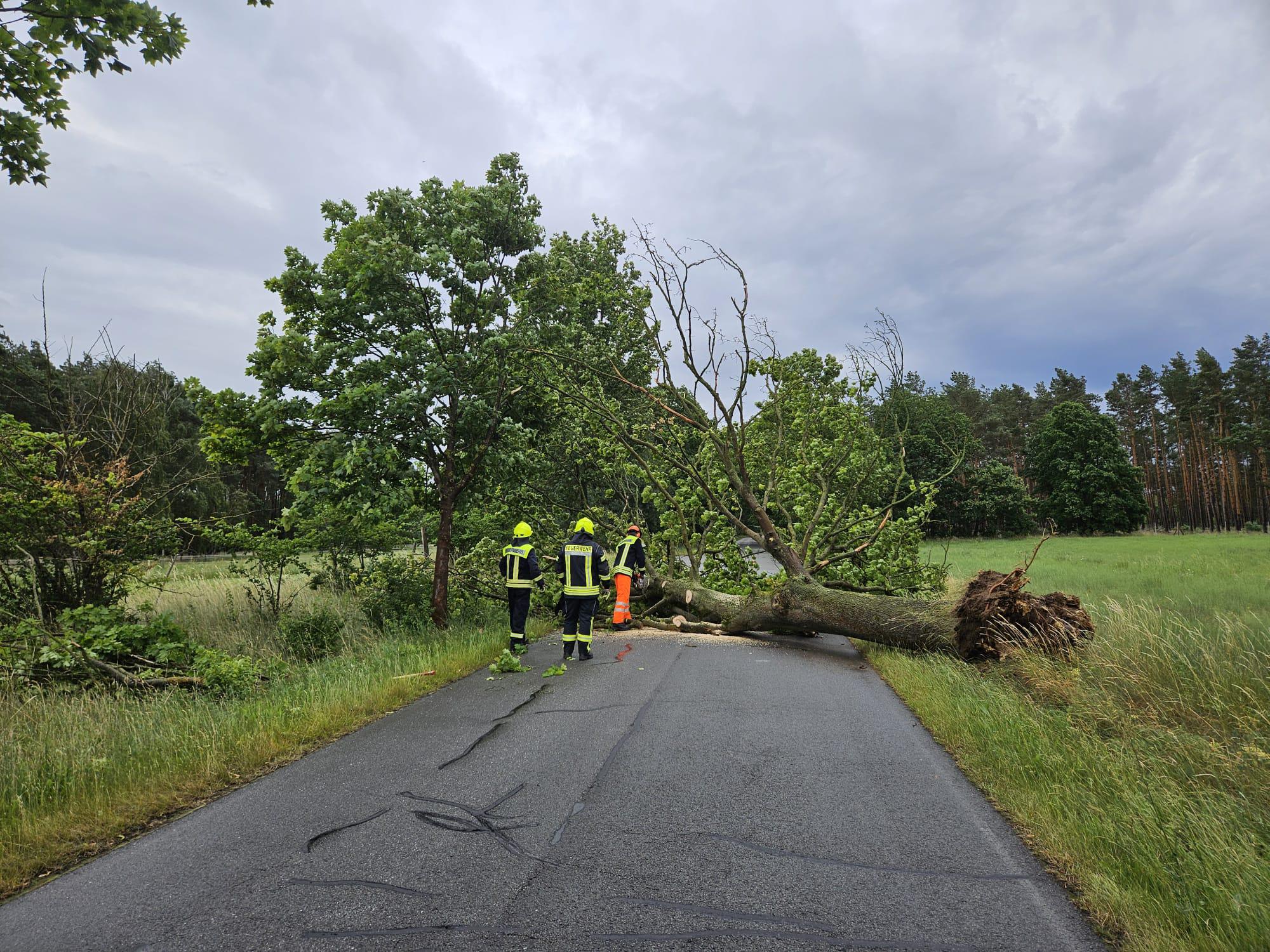 Umgestürzter Baum auf der Bartschendorfer Straße.